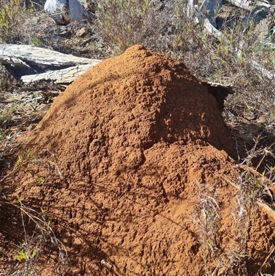 Nasutitermes exitiosus (Snouted termite, Gluegun termite) at Hackett, ACT - 10 Jun 2024 by AaronClausen