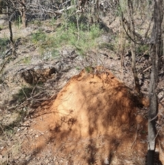 Nasutitermes exitiosus (Snouted termite, Gluegun termite) at Hackett, ACT - 10 Jun 2024 by AaronClausen