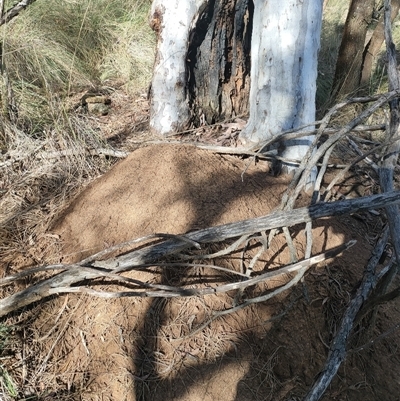 Nasutitermes exitiosus (Snouted termite, Gluegun termite) at Hackett, ACT - 10 Jun 2024 by AaronClausen