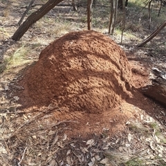 Nasutitermes exitiosus (Snouted termite, Gluegun termite) at Hackett, ACT - 10 Jun 2024 by AaronClausen