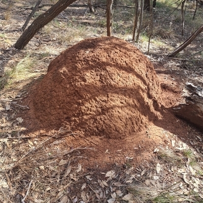 Nasutitermes exitiosus (Snouted termite, Gluegun termite) at Hackett, ACT - 10 Jun 2024 by AaronClausen