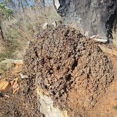 Nasutitermes exitiosus (Snouted termite, Gluegun termite) at Hackett, ACT - 10 Jun 2024 by AaronClausen