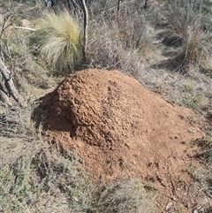 Nasutitermes exitiosus (Snouted termite, Gluegun termite) at Hackett, ACT - 10 Jun 2024 by AaronClausen