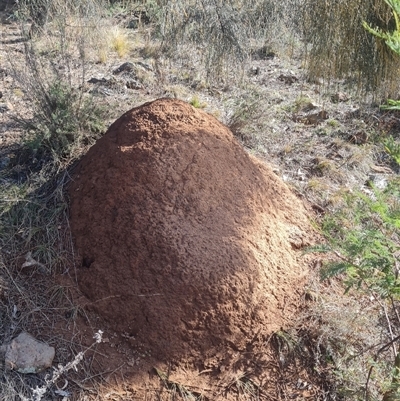 Nasutitermes exitiosus (Snouted termite, Gluegun termite) at Hackett, ACT - 10 Jun 2024 by AaronClausen