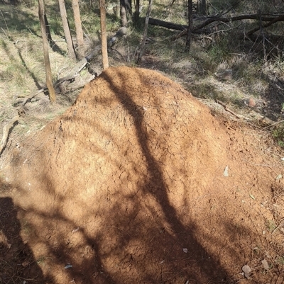 Nasutitermes exitiosus (Snouted termite, Gluegun termite) at Hackett, ACT - 10 Jun 2024 by AaronClausen