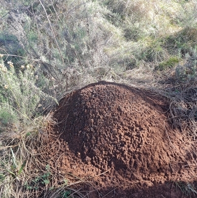 Nasutitermes exitiosus (Snouted termite, Gluegun termite) at Hackett, ACT - 10 Jun 2024 by AaronClausen