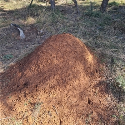 Nasutitermes exitiosus (Snouted termite, Gluegun termite) at Hackett, ACT - 10 Jun 2024 by AaronClausen