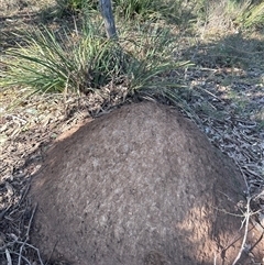 Nasutitermes exitiosus (Snouted termite, Gluegun termite) at Yarralumla, ACT - 10 Jun 2024 by AaronClausen