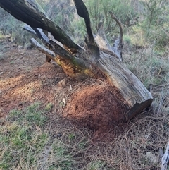 Nasutitermes exitiosus (Snouted termite, Gluegun termite) at Hackett, ACT - 10 Jun 2024 by AaronClausen