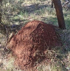 Nasutitermes exitiosus at Hackett, ACT - 10 Jun 2024