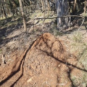 Nasutitermes exitiosus at Hackett, ACT - 10 Jun 2024