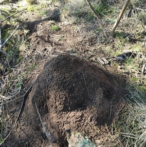 Nasutitermes exitiosus at Hackett, ACT - 10 Jun 2024