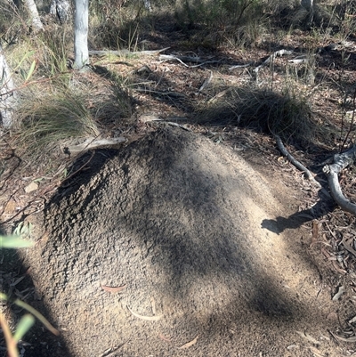 Nasutitermes exitiosus (Snouted termite, Gluegun termite) at Bruce, ACT - 10 Jun 2024 by AaronClausen