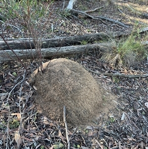 Nasutitermes exitiosus at Bruce, ACT - 10 Jun 2024