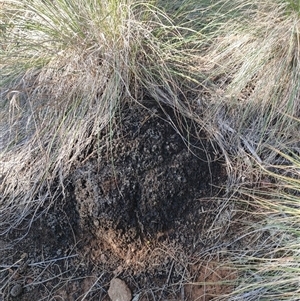 Nasutitermes exitiosus at Watson, ACT - 10 Jun 2024