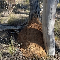 Nasutitermes exitiosus (Snouted termite, Gluegun termite) at Bruce, ACT - 10 Jun 2024 by AaronClausen