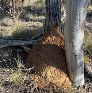 Nasutitermes exitiosus at Bruce, ACT - 10 Jun 2024