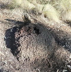 Nasutitermes exitiosus (Snouted termite, Gluegun termite) at Watson, ACT - 10 Jun 2024 by AaronClausen