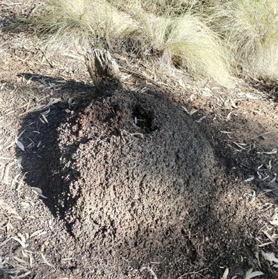 Nasutitermes exitiosus (Snouted termite, Gluegun termite) at Watson, ACT - 10 Jun 2024 by AaronClausen