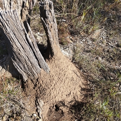 Nasutitermes exitiosus (Snouted termite, Gluegun termite) at Watson, ACT - 10 Jun 2024 by AaronClausen