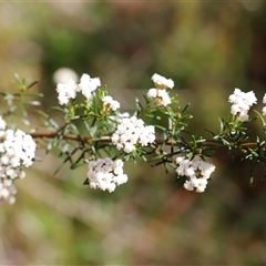 Ozothamnus thyrsoideus (Sticky Everlasting) at Rendezvous Creek, ACT - 15 Nov 2024 by JimL