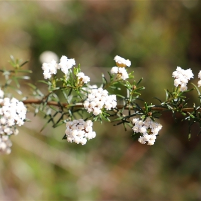 Ozothamnus thyrsoideus (Sticky Everlasting) at Rendezvous Creek, ACT - 16 Nov 2024 by JimL