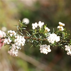 Ozothamnus thyrsoideus at Rendezvous Creek, ACT - 16 Nov 2024