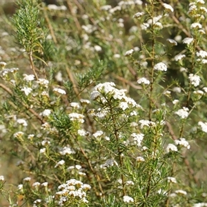 Ozothamnus thyrsoideus at Rendezvous Creek, ACT - 16 Nov 2024