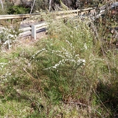 Ozothamnus thyrsoideus at Rendezvous Creek, ACT - 16 Nov 2024