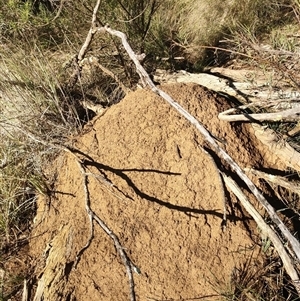 Nasutitermes exitiosus at Watson, ACT - suppressed