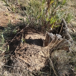 Nasutitermes exitiosus at Watson, ACT - suppressed