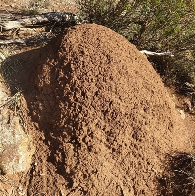 Nasutitermes exitiosus (Snouted termite, Gluegun termite) at Watson, ACT - 10 Jun 2024 by AaronClausen