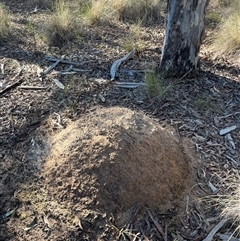 Nasutitermes exitiosus (Snouted termite, Gluegun termite) at Bruce, ACT - 10 Jun 2024 by AaronClausen