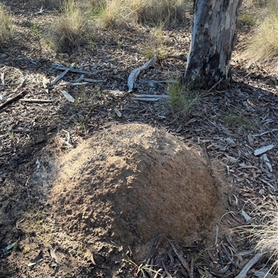 Nasutitermes exitiosus (Snouted termite, Gluegun termite) at Bruce, ACT - 10 Jun 2024 by AaronClausen