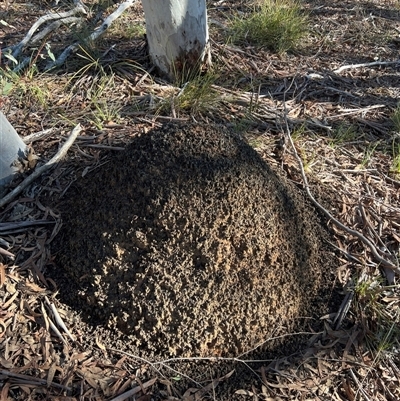 Nasutitermes exitiosus (Snouted termite, Gluegun termite) at Bruce, ACT - 10 Jun 2024 by DonFletcher