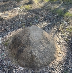 Nasutitermes exitiosus (Snouted termite, Gluegun termite) at Bruce, ACT - 10 Jun 2024 by DonFletcher