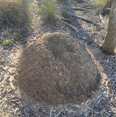 Nasutitermes exitiosus (Snouted termite, Gluegun termite) at Bruce, ACT - 10 Jun 2024 by AaronClausen