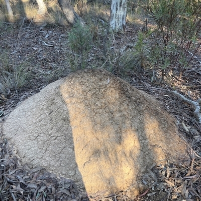 Nasutitermes exitiosus (Snouted termite, Gluegun termite) at Bruce, ACT - 10 Jun 2024 by AaronClausen