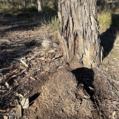 Nasutitermes exitiosus (Snouted termite, Gluegun termite) at Yarralumla, ACT - 10 Jun 2024 by AaronClausen