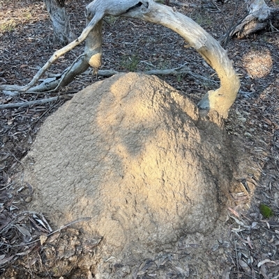 Nasutitermes exitiosus (Snouted termite, Gluegun termite) at Bruce, ACT - 10 Jun 2024 by AaronClausen