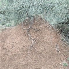 Nasutitermes exitiosus (Snouted termite, Gluegun termite) at Watson, ACT - 12 Jun 2024 by DonFletcher