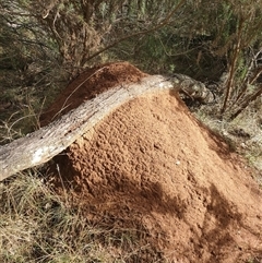 Nasutitermes exitiosus (Snouted termite, Gluegun termite) at Watson, ACT - 12 Jun 2024 by AaronClausen