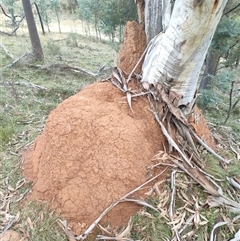 Coptotermes lacteus (Milk Termite) at Watson, ACT - 12 Jun 2024 by AaronClausen