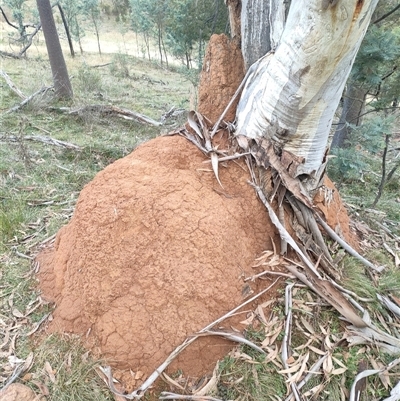 Coptotermes lacteus (Milk Termite) at Watson, ACT - 12 Jun 2024 by AaronClausen