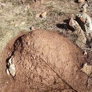 Nasutitermes exitiosus at Majura, ACT - 12 Jun 2024