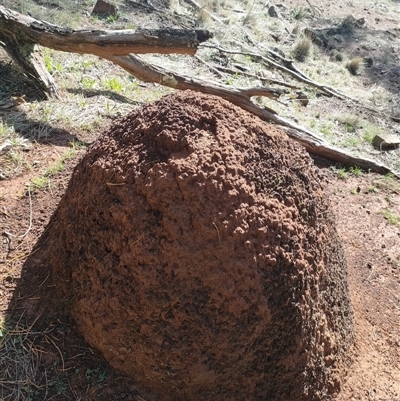 Nasutitermes exitiosus (Snouted termite, Gluegun termite) at Majura, ACT - 12 Jun 2024 by AaronClausen