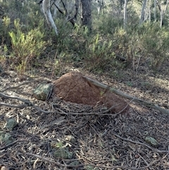 Nasutitermes exitiosus (Snouted termite, Gluegun termite) at Campbell, ACT - 12 Jun 2024 by AaronClausen