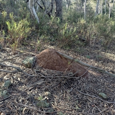 Nasutitermes exitiosus (Snouted termite, Gluegun termite) at Campbell, ACT - 12 Jun 2024 by AaronClausen