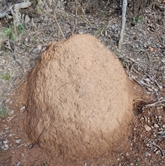 Nasutitermes exitiosus (Snouted termite, Gluegun termite) at Hackett, ACT - 12 Jun 2024 by AaronClausen