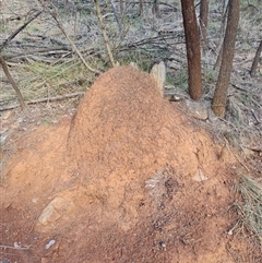 Nasutitermes exitiosus (Snouted termite, Gluegun termite) at Hackett, ACT - 12 Jun 2024 by AaronClausen